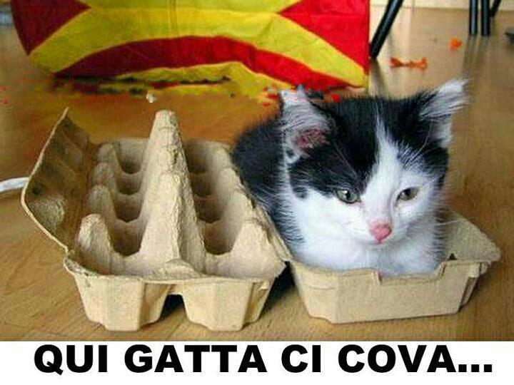 gatta-ci-cova.jpg